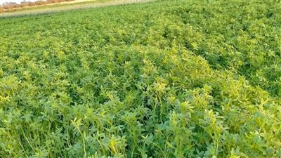 تفسير رؤية البرسيم في المنام وعلاقته بالصحة والمال الوفير في القريب 