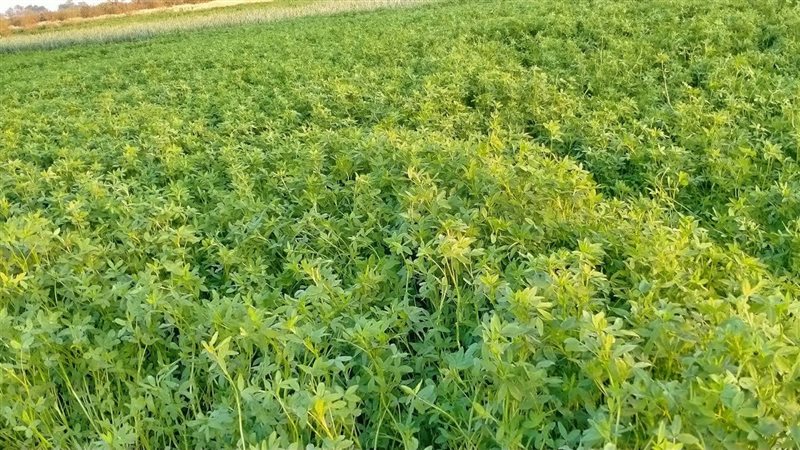 تفسير رؤية البرسيم