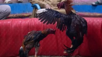 مصارعة الديوك هي الهواية الأبرز في جنوب العراق منذ عقود