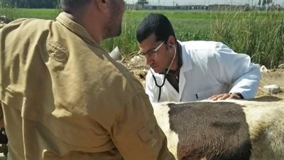  جامعة الزقازيق: الكشف على 2000 طائر وماشية بقافلة بيطرية 