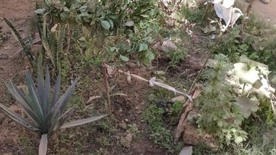 زراعة أشجار مثمرة بنزلة البدرمان في مركز ديرمواس بالمنيا