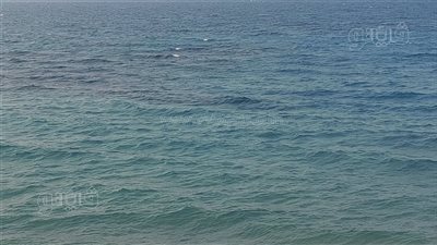 تغير لون بحر الإسكندرية إلى الأخضر وعلوم البحار يكشف السبب (صور)