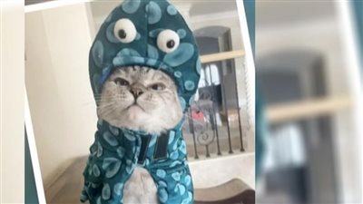 نالا، قصة قطة تمتلك 4.4 مليون متابع على إنستجرام 