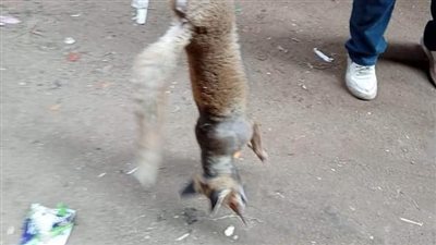 أهالي قرية ميت عفيف بالمنوفية يقتلون ثعلبا وجدوه تحت سرير أحد المواطنين