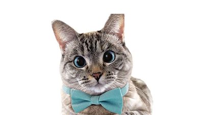 نالا، قطة ثروتها 100 مليون دولار