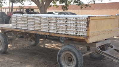 بيطري القليوبية: مشروع الـ 30 مليون بيضة به مصنعا أعلاف بطاقة إنتاجية 5 آلاف طن سنويا