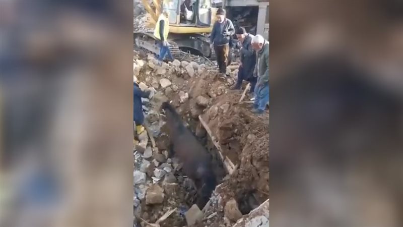  إنقاذ حصان بصحة