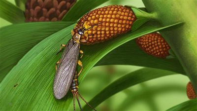 اكتشاف حشرات يعود تاريخها إلى أكثر من 280 مليون سنة 