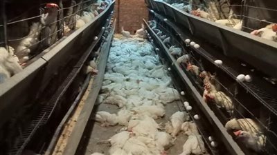 نفوق 5 آلاف دجاجة في حريق مزرعة بالمنوفية