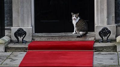 لماذا خططت حكومة بريطانيا لإبادة القطط؟ مذبحة كانت وشيكة