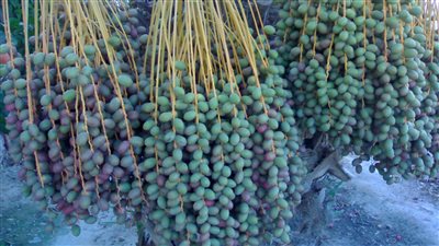 ماذا تعني رؤية البلح الأخضر فى المنام؟ 