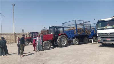 التموين تستعد لموسم توريد البنجر من المزارعين 