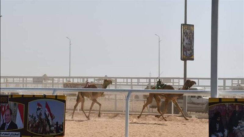 سباق الهجن