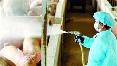 حمى الخنازير الأفريقية، المنظمة العالمية لصحة الحيوان تدق ناقوس الخطر