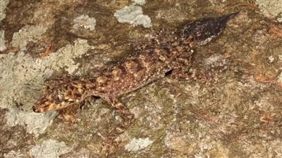 اكتشاف حيوان جديد يشبه التنين في أستراليا