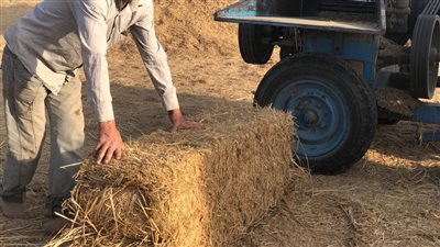 دراسة لإنشاء مصنع لإعادة تدوير قش الأرز في الدقهلية 