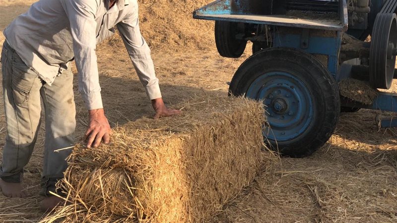 إعادة تدوير قش الأرز،