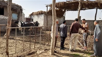 انطلاق الحملة القومية لتحصين 212 ألف رأس ماشية ضد الحمى القلاعية بكفر الشيخ 