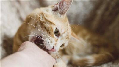 اكتشاف مرض نادر ينتشر عن طريق القطط فى بريطانيا