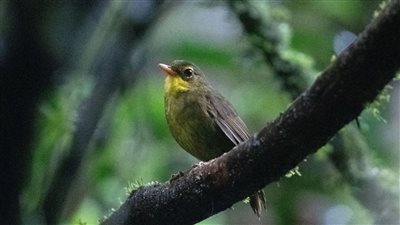 طائر انقرض 24 عاما ثم ظهر مجددا