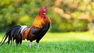 تفسير حلم صياح الديك في المنام وعلاقته بالرزق الوفير والمال الكثير 