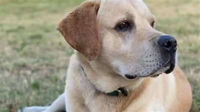 مفتي الجمهورية: يمكن الأخذ بمذهب المالكية في القول بطهارة الكلب