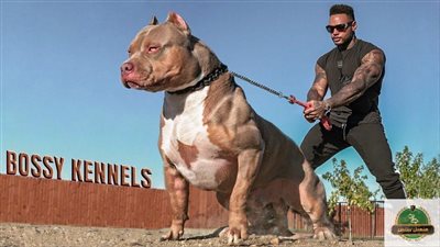 بيانات مهمة في سجل قيد الكلاب المرخص بحيازتها في القانون الجديد 