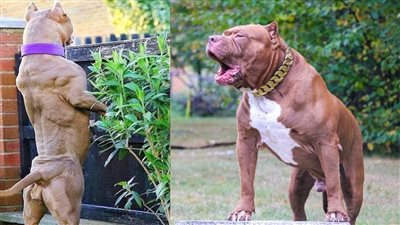 هل يضع البرلمان حدا لإنهاء استيراد الكلاب الخطرة في مصر؟ 