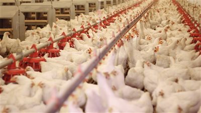  الدواجن تعود للصعود وتسجل زيادة 7 جنيهات والكيلو بـ80 للمستهلك