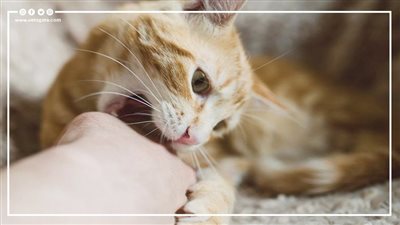 عدوى القطط، اكتشاف مرض نادر داخل الأراضي البريطانية (فيديوجراف)