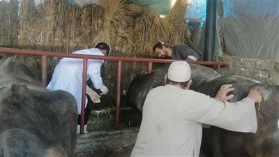بدء الحملة القومية لتحصين 176 ألف رأس ماشية بالقليوبية 