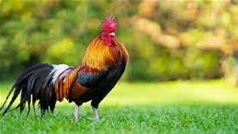 تفسير حلم صياح الديك