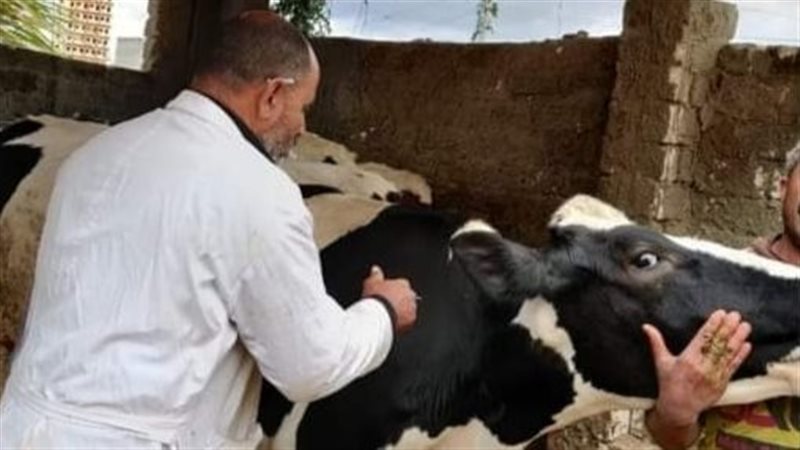 تحصين الماشية بالبحيرة،