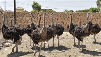 سعر كيلو النعام أرخص من اللحمة، رئيس شعبة الدواجن: النعام البديل المناسب للحوم 