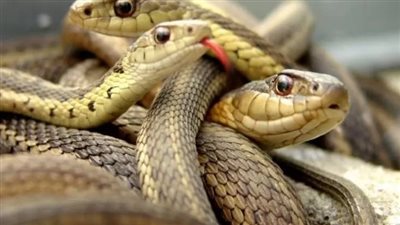 تفسير حلم مطاردة الثعبان في المنام وعلاقته بالتوتر ووفاة الزوجة