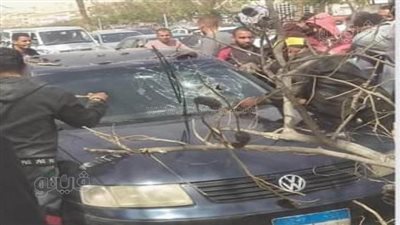 تهشم سيارة سقطت عليها شجرة بسبب شدة الرياح في الشرقية (صور) 