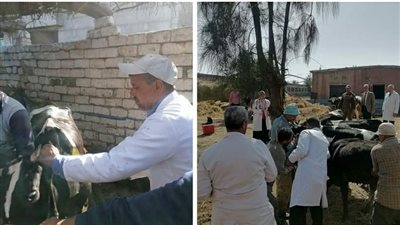 تطعيم 25 ألف رأس ماشية خلال بداية الحملة القومية لتحصين الماشية بالبحيرة (صور)