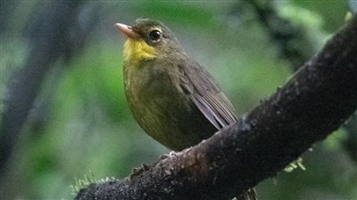 بعد 24 عامًا، العثور على نوع من الطيور المنقرضة 