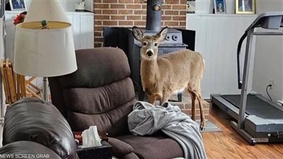 غزال يقتحم منزلا فى كندا ويدمره (فيديو)