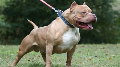 اقتراح برلماني بمنع استيراد كلاب البيتبول وتجريم حيازتها بعد واقعة كلب المذيعة