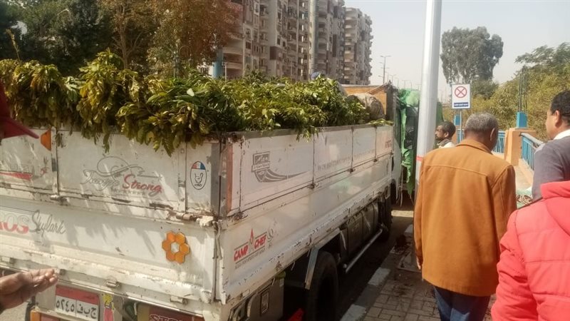 توريد 6600 شجرة لزراعتها