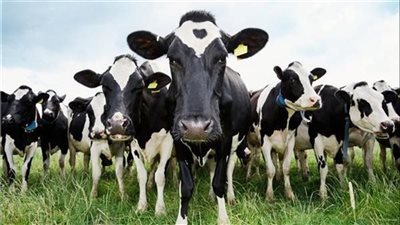 بريطانيا ترصد إصابة بجنون البقر اللانمطي