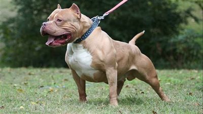 زوجة ضحية كلب المذيعة أميرة شنب تكشف تاريخه الأسود مع الجيران (فيديو)