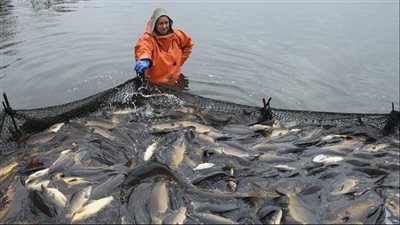 وكيل الزراعة الأسبق يطالب بإنشاء وزارة مختصة بالثروة السمكية