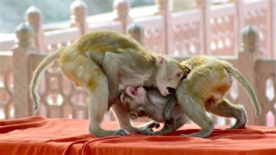 مجموعة قرود شرسة تقتل عجوزا داخل منزلها بالهند