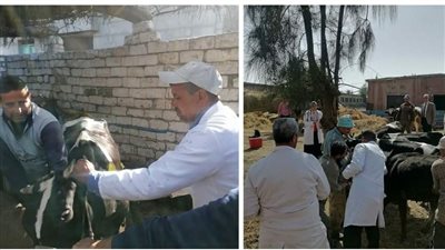 تحصين 50 ألف ماشية ضد مرضي الحمى القلاعية والوادي المتصدع بالبحيرة (صور)