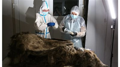 العثور على ثاني جثة للدب البني عمرها 3500 عام