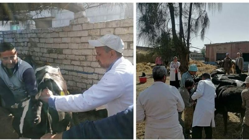 تحصين الماشية بالبحيرة،