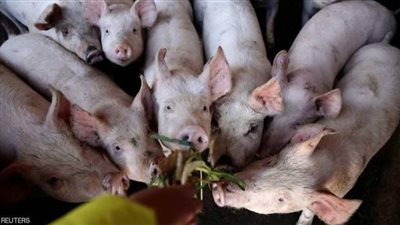 تفشي حمى الخنازير الأفريقية في هذه الدولة