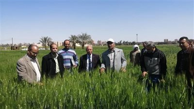الزراعة تواصل متابعة القمح والمحاصيل الشتوية في جميع المحافظات 